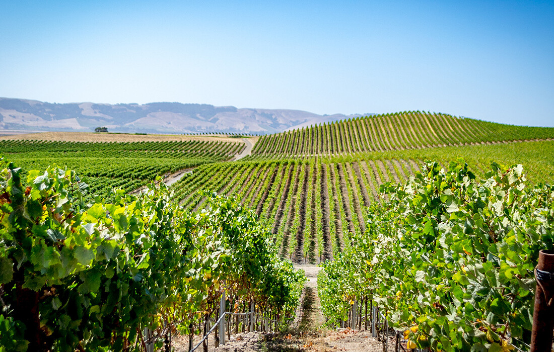 Vinograd u Napa Valley,  putovanje Kalifornija, Amerika, garantirani polasci, mondo travel