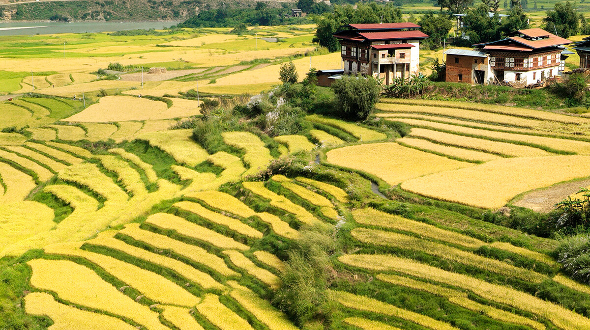 Butan, Punakha, rižina polja, putovanje u Butan, grupni polasci, garantirani polasci