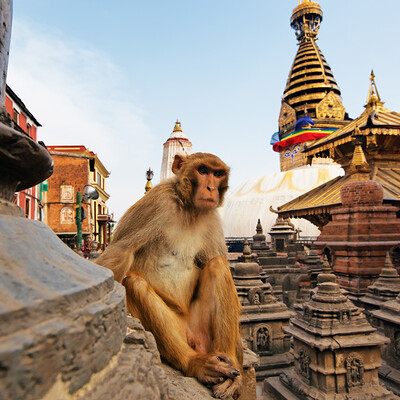 Nepal, majmun, Stupa Swayambhunath, garantirani polasci, putovanja sa pratiteljem, vođene ture