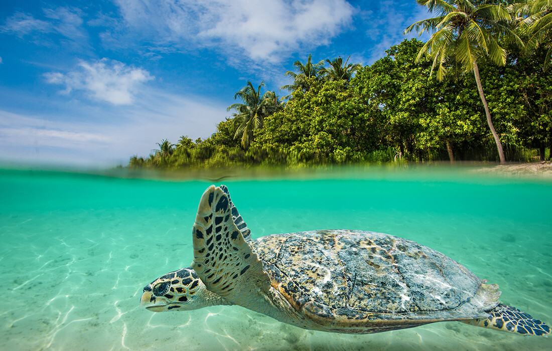 Maldivi, morska kornjača, putovanje na Maldive, grupni polasci, daleka putovanja