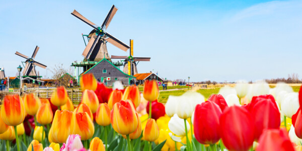 Amsterdam, tulipani i vjetrenjača